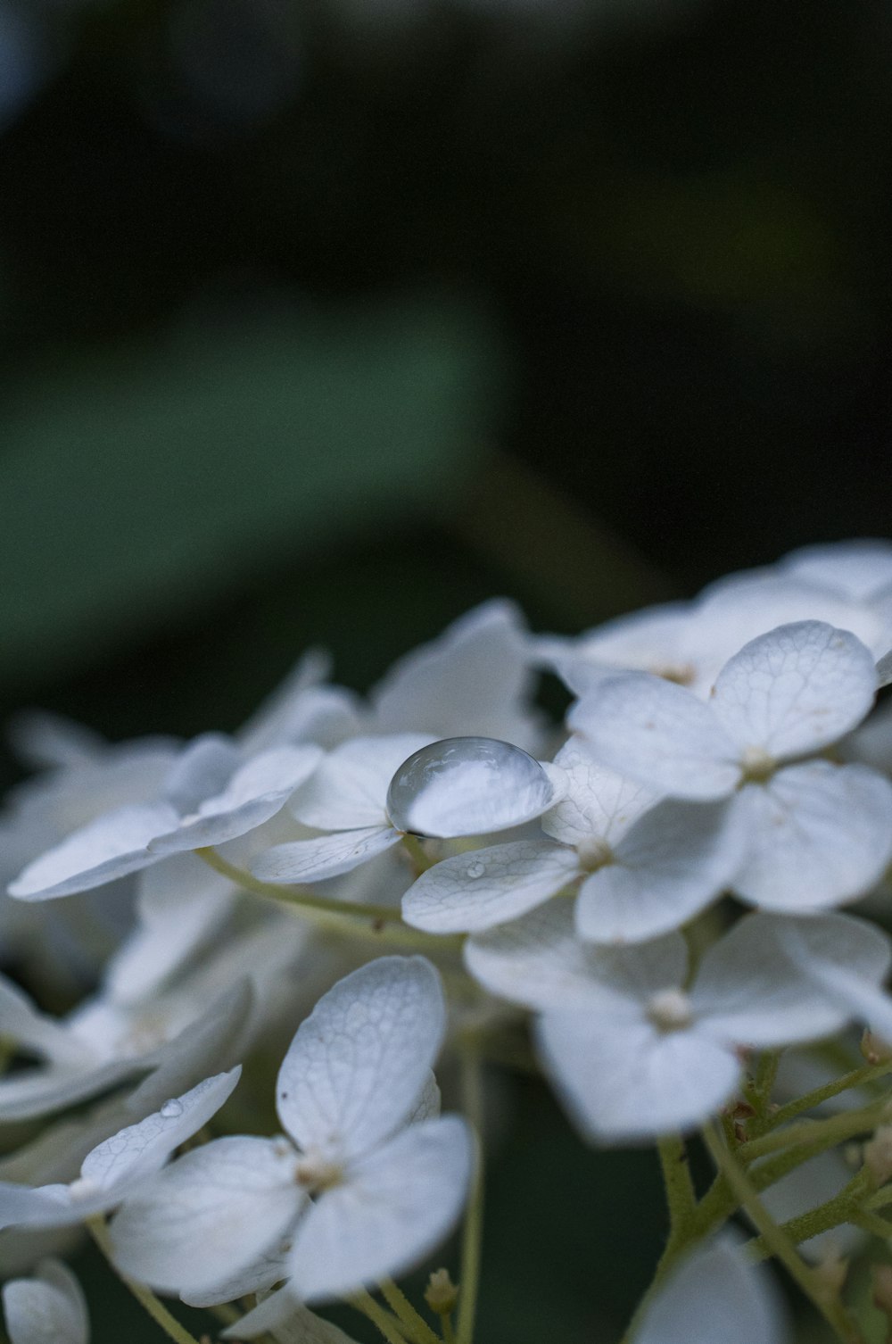 Selektive Fokusfotografie von weißen Blüten