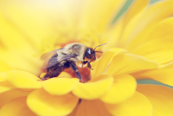 Close-up of a melipona bee on a vibrant flower native to Yucatán, highlighting delicate textures.