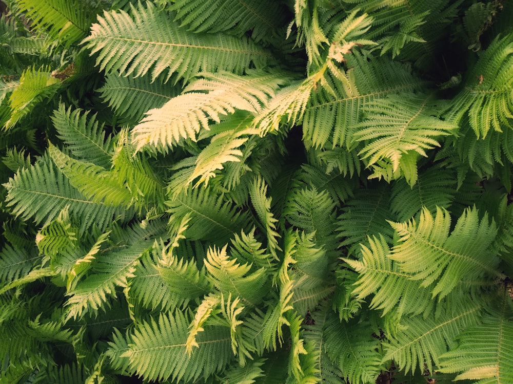 緑の植物