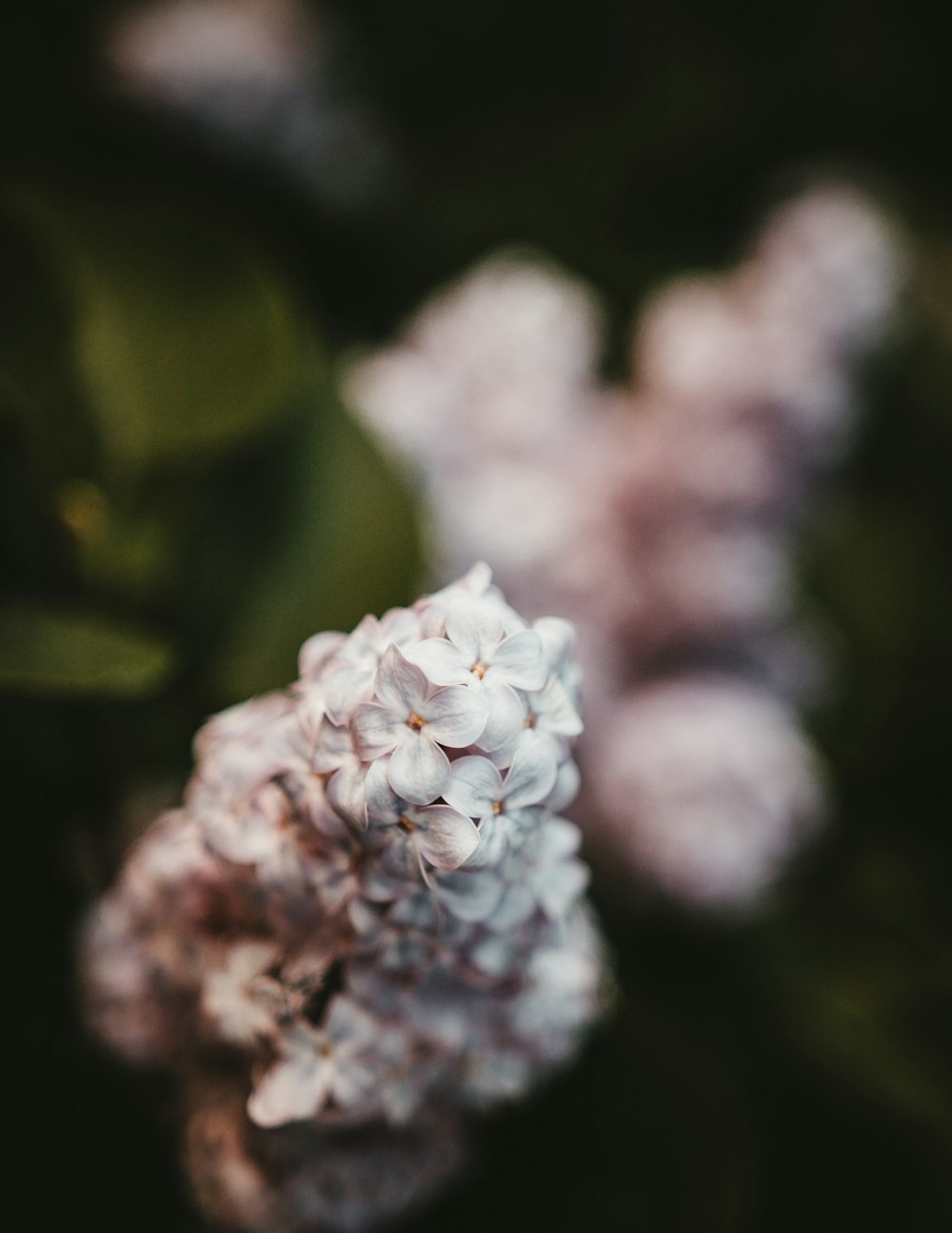 selective focus photography of white flower in bloom