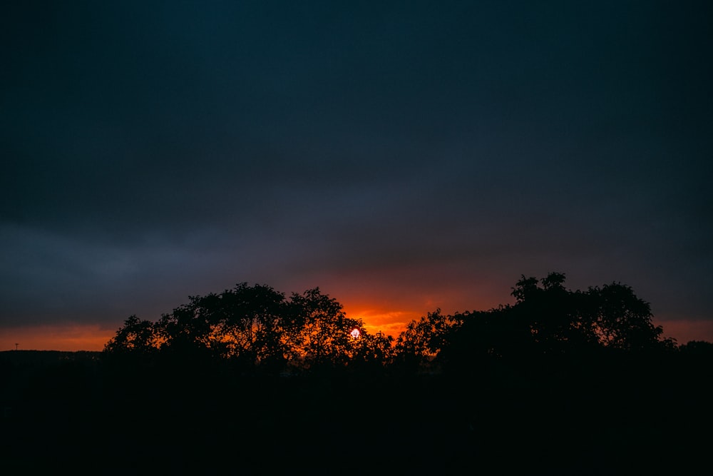 trees during golden hour