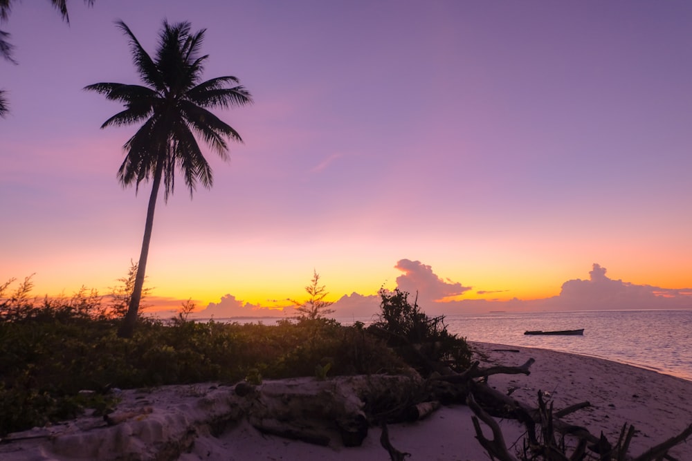 Silhouette der Kokospalme während des Sonnenuntergangs