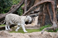 Majestic wildlife roaming in their natural habitat.