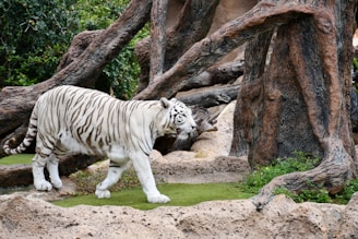 A majestic white tiger with black stripes walks gracefully through a rocky, natural habitat surrounded by large, textured tree trunks and sparse green foliage.