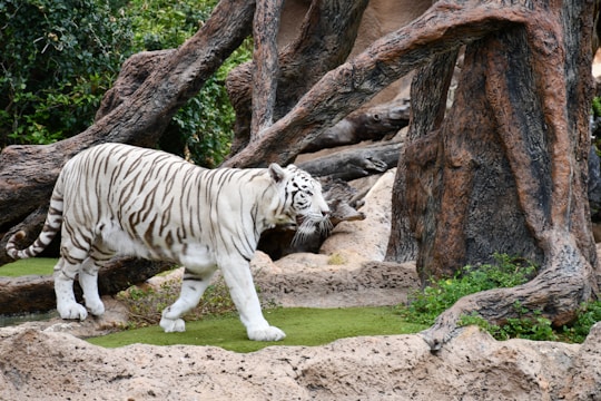 A majestic white tiger with black stripes walks gracefully through a rocky, natural habitat surrounded by large, textured tree trunks and sparse green foliage.