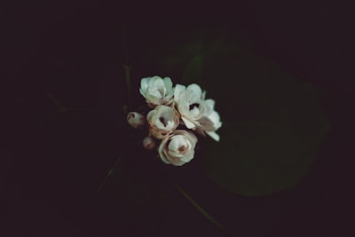 white flowers moody google meet background