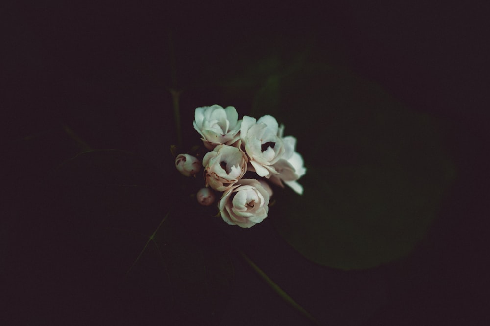 fleurs blanches