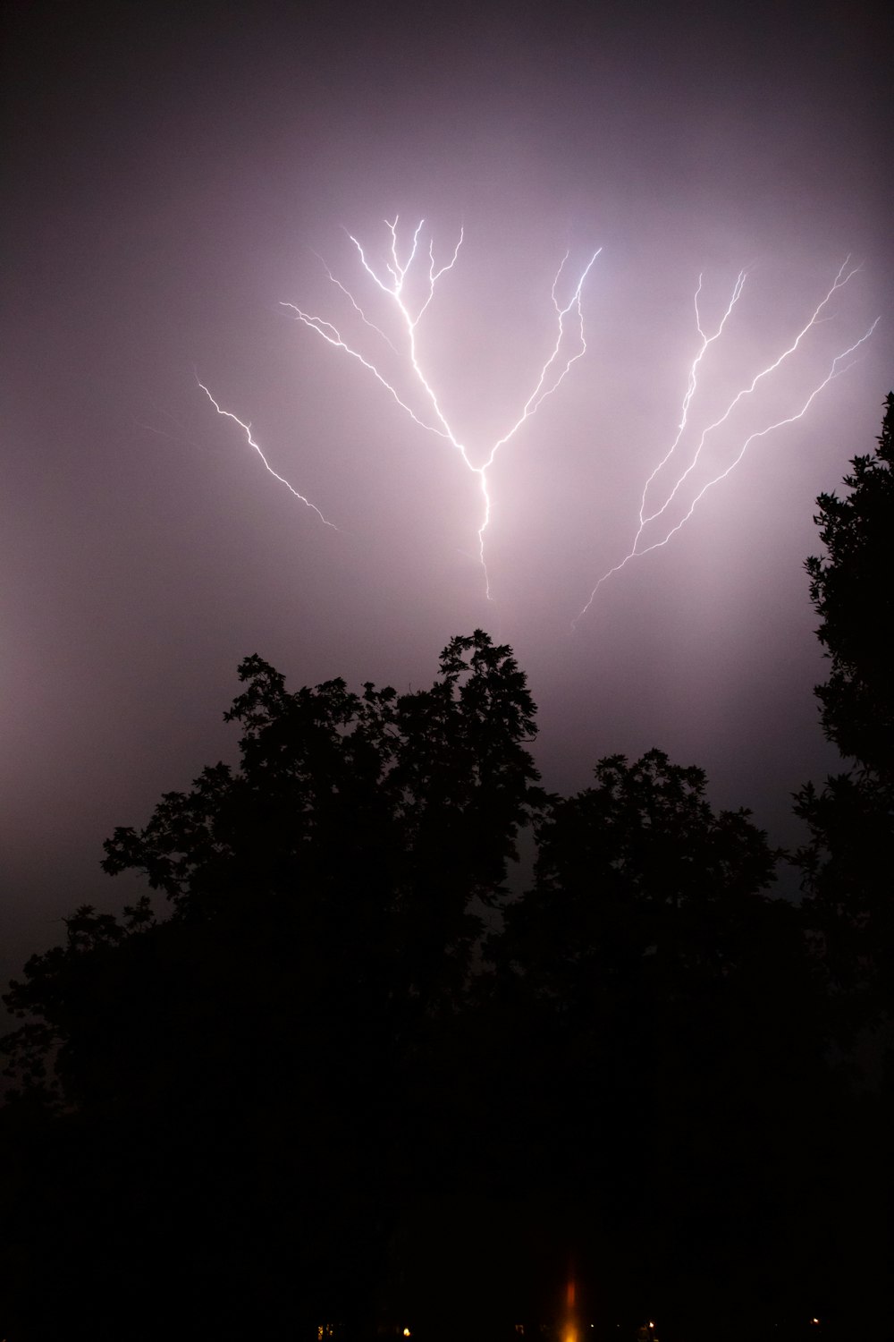 雷の稲妻の下での木々のシルエット