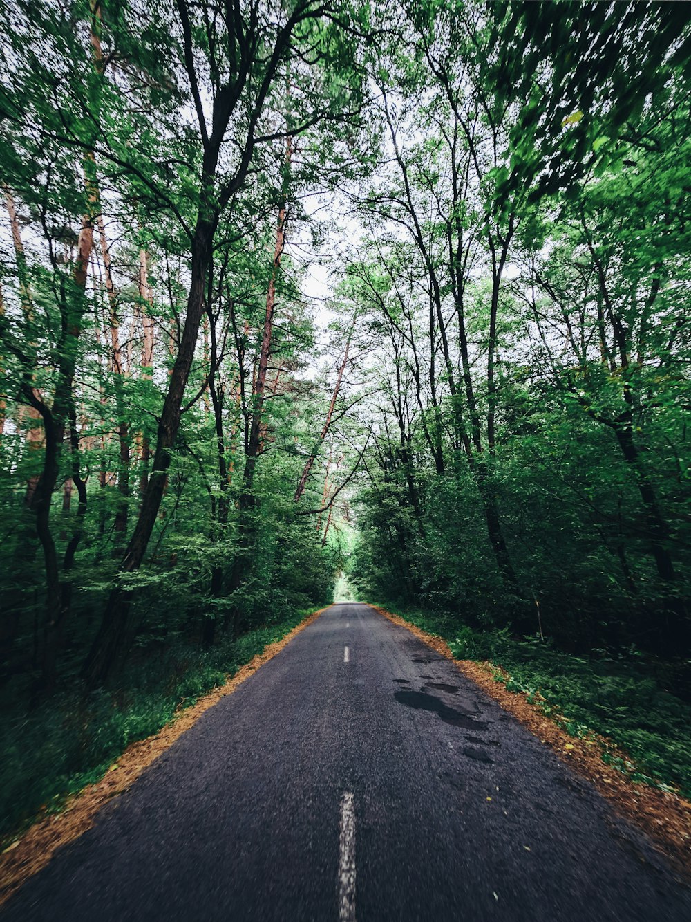 나무 사이의 빈 콘크리트 도로