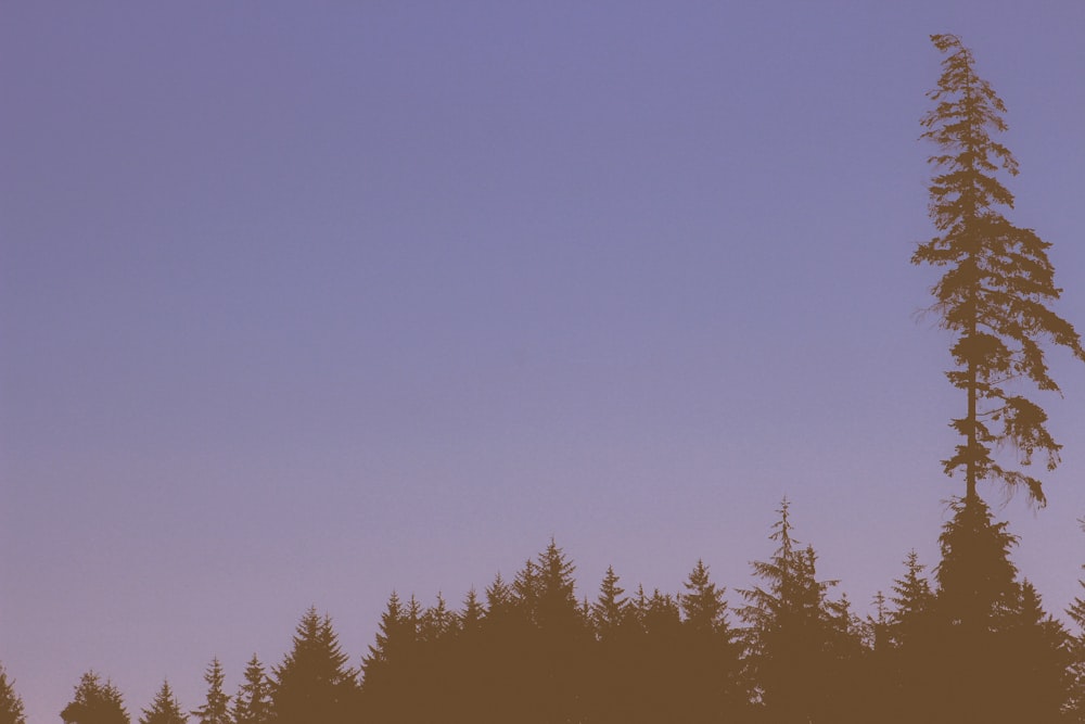 silhouette of trees under blue sky