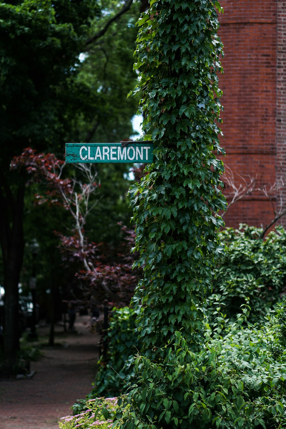 Letrero de Claremont en poste de planta de hojas verdes