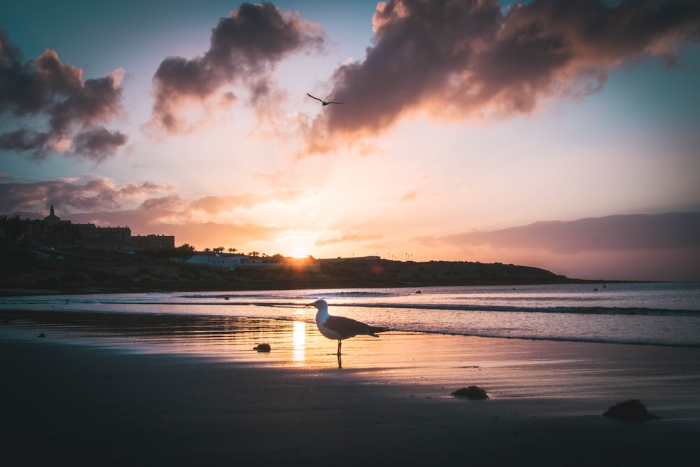 white and black seagull standing on seashore