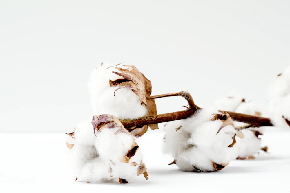 Soft natural cotton on a plain white surface