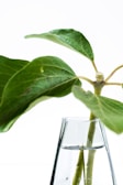 green leafed plant in glass vase