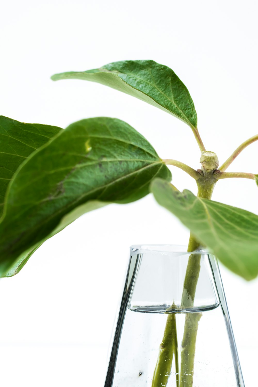 planta de folhas verdes no vaso de vidro