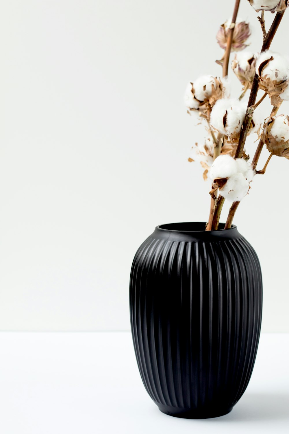 flor de algodão no vaso preto