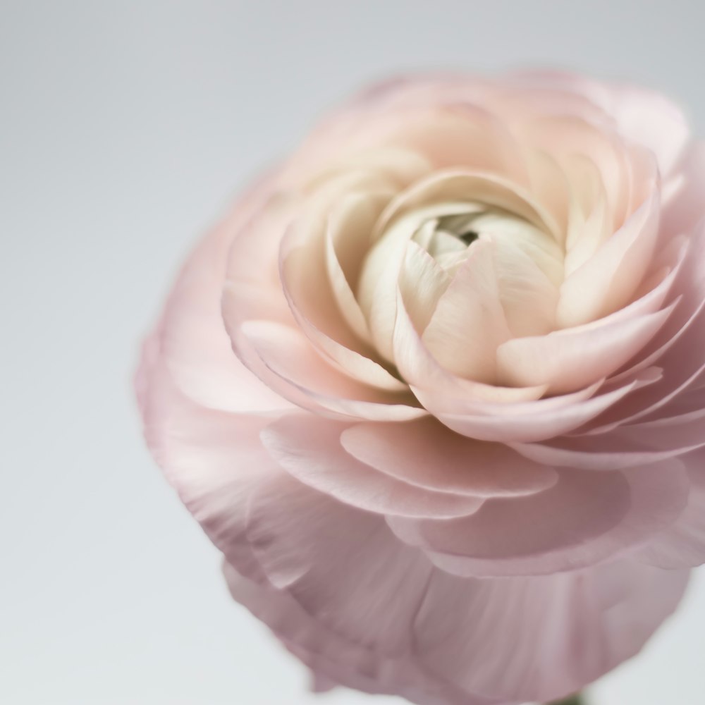Fotografía de enfoque superficial de flor de pétalos blancos y rosados