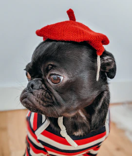 Elegant black pug sporting a modern olive green collar, sitting on a minimalist white floor.
