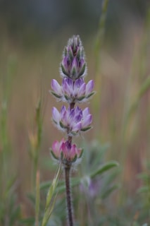 A close-up of a lupine flower with violet and pink petals, surrounded by green leaves, set against a blurred brown and green background.