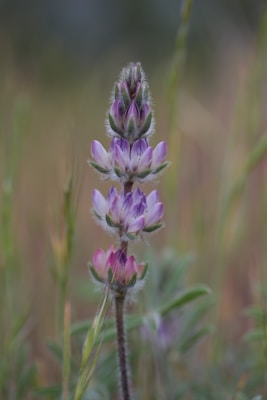 A close-up of a lupine flower with violet and pink petals, surrounded by green leaves, set against a blurred brown and green background.