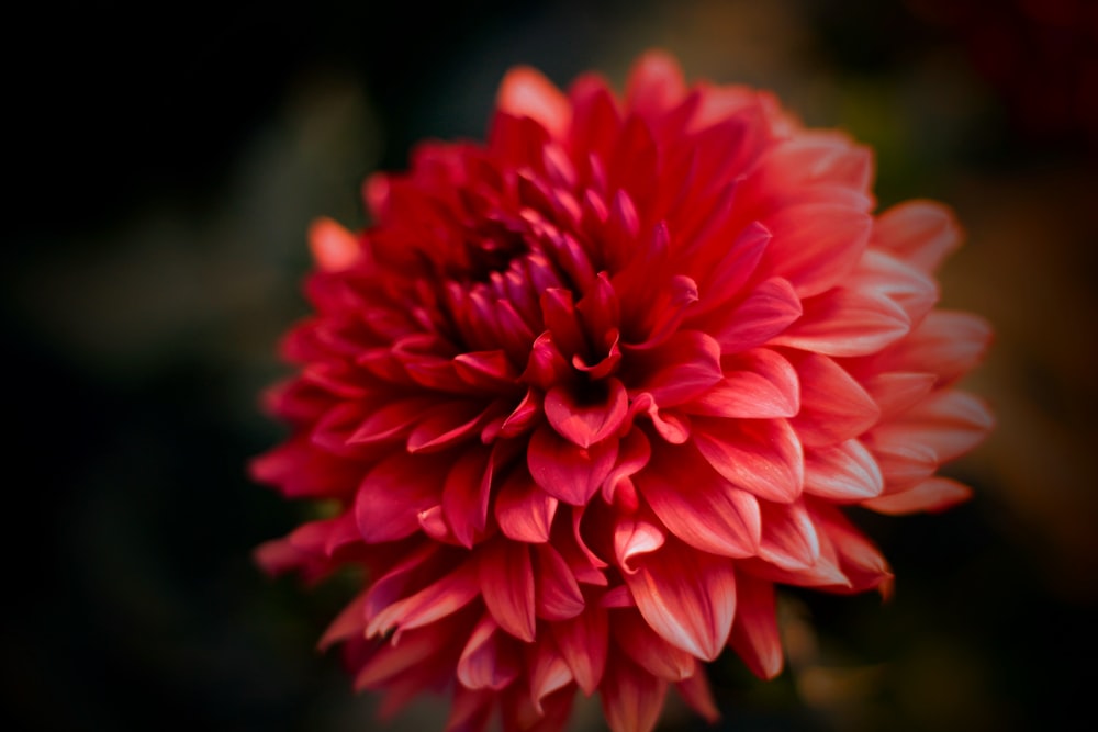 macro photography of red flower