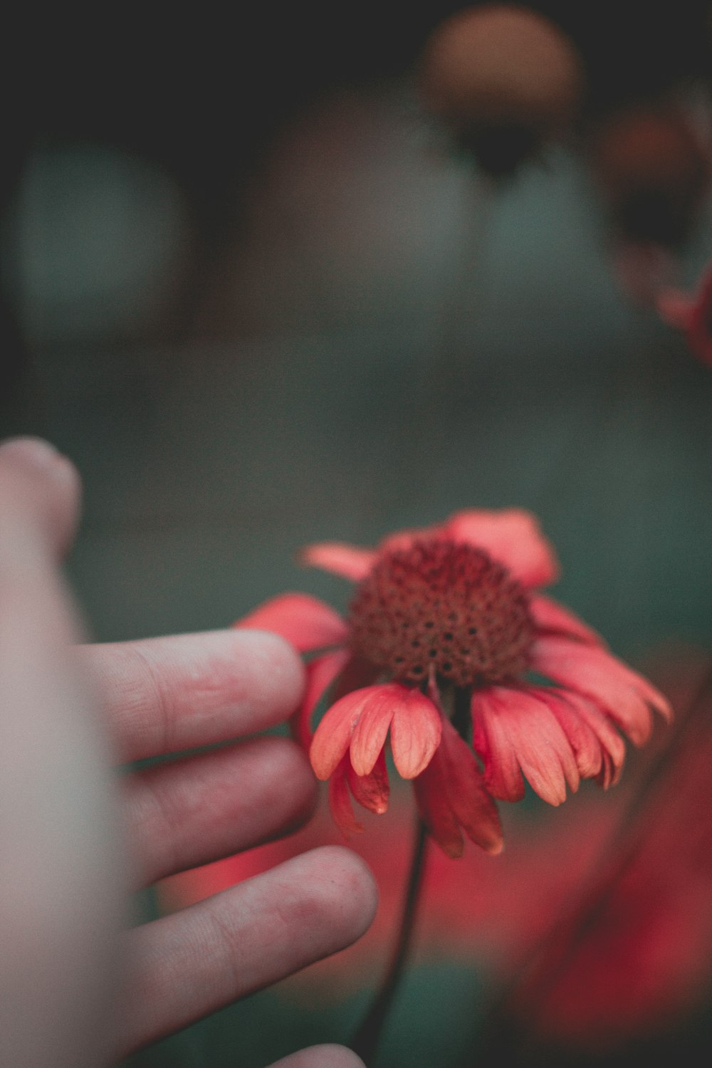 a person holding a flower in their hand