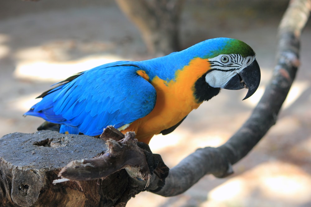 파란색과 노란색 새의 얕은 초점 사진