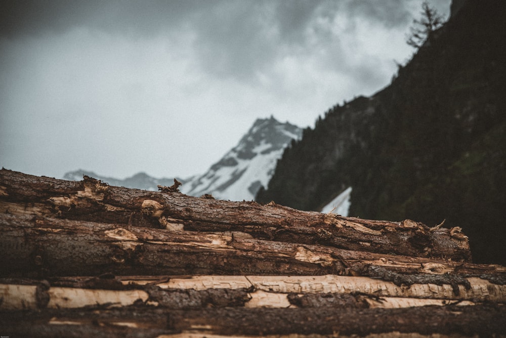 tronchi di legno marroni