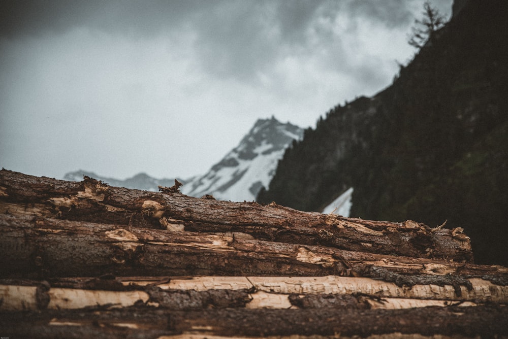 bûches de bois brun