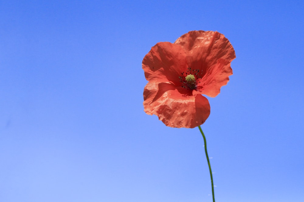 selective focus photography of orange petaled flower