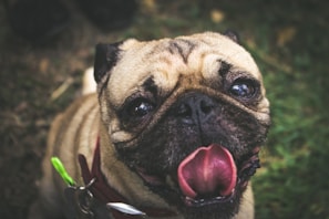 fawn pug