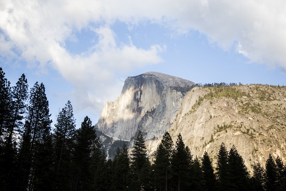 mountain with trees at daytime