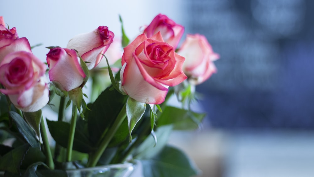 shallow focus of pink roses