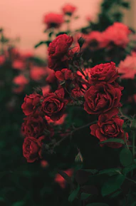 shallow focus photography of red roses
