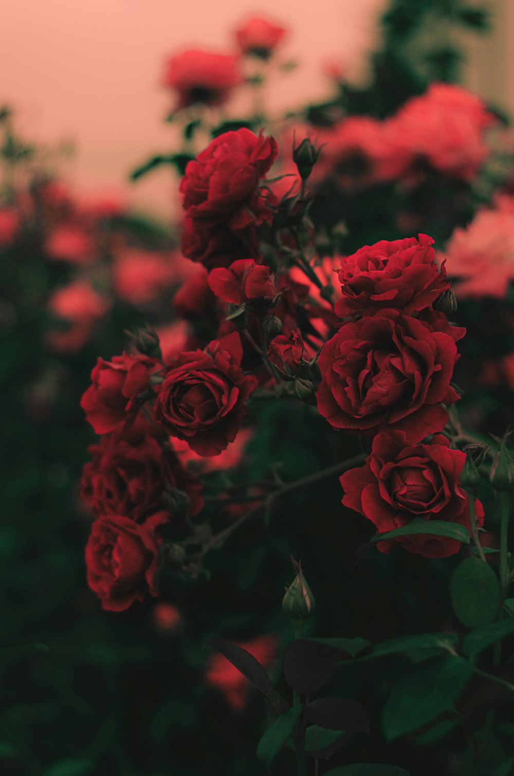 Fotografia de foco raso de rosas vermelhas