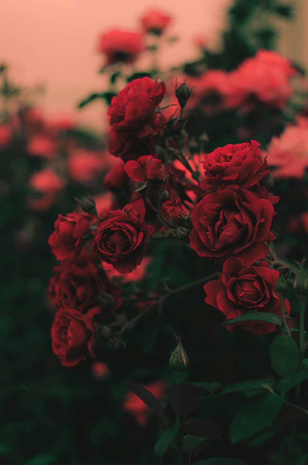 Photographie à mise au point peu profonde de roses rouges