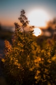 green leafed plant during sunset