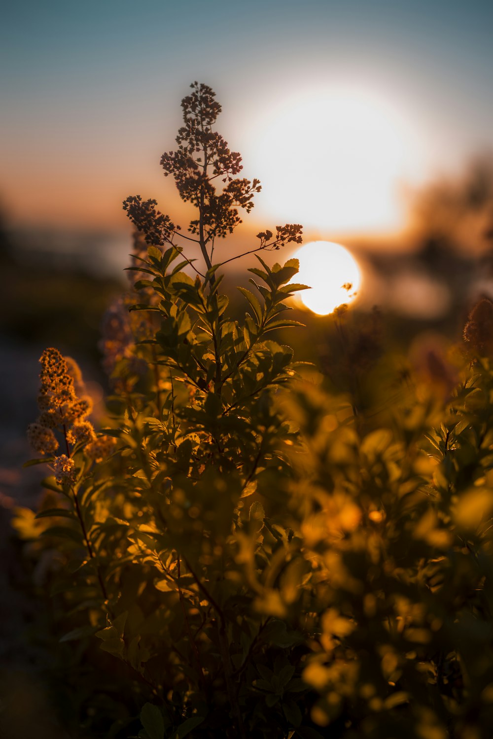 planta de folhas verdes durante o pôr do sol