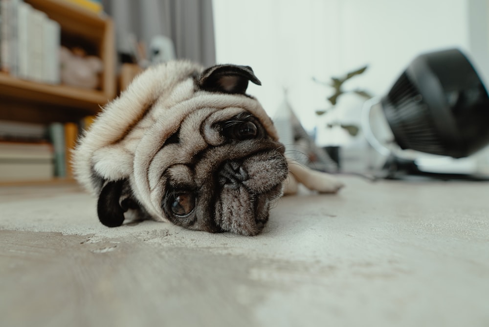 fawn pug lying on floor