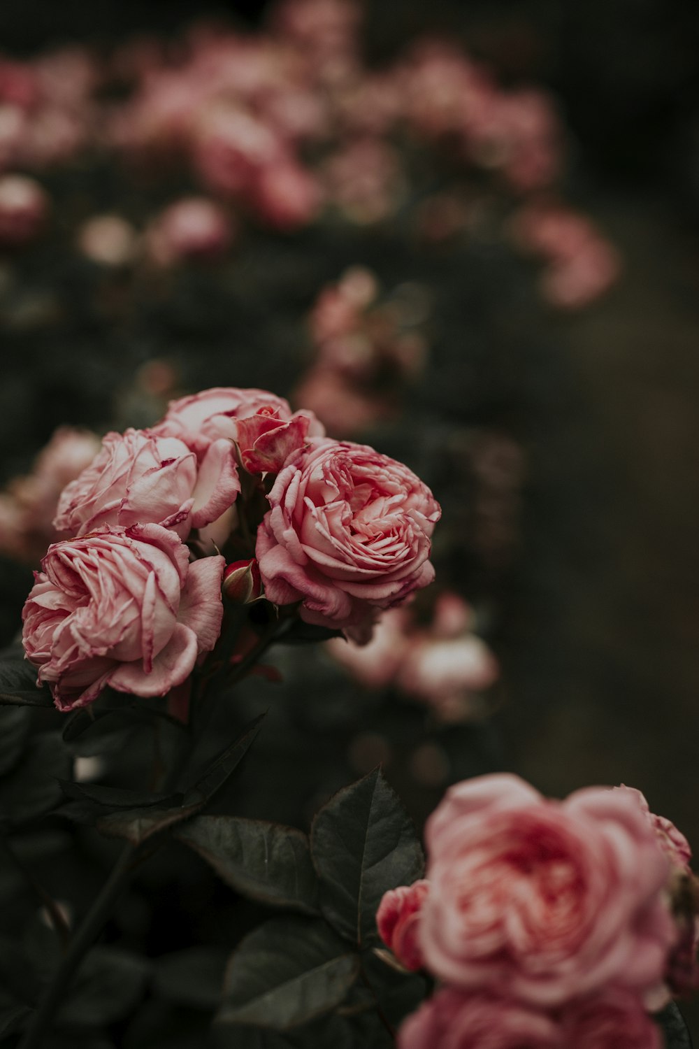 selective focus photography of pink petaled flowers