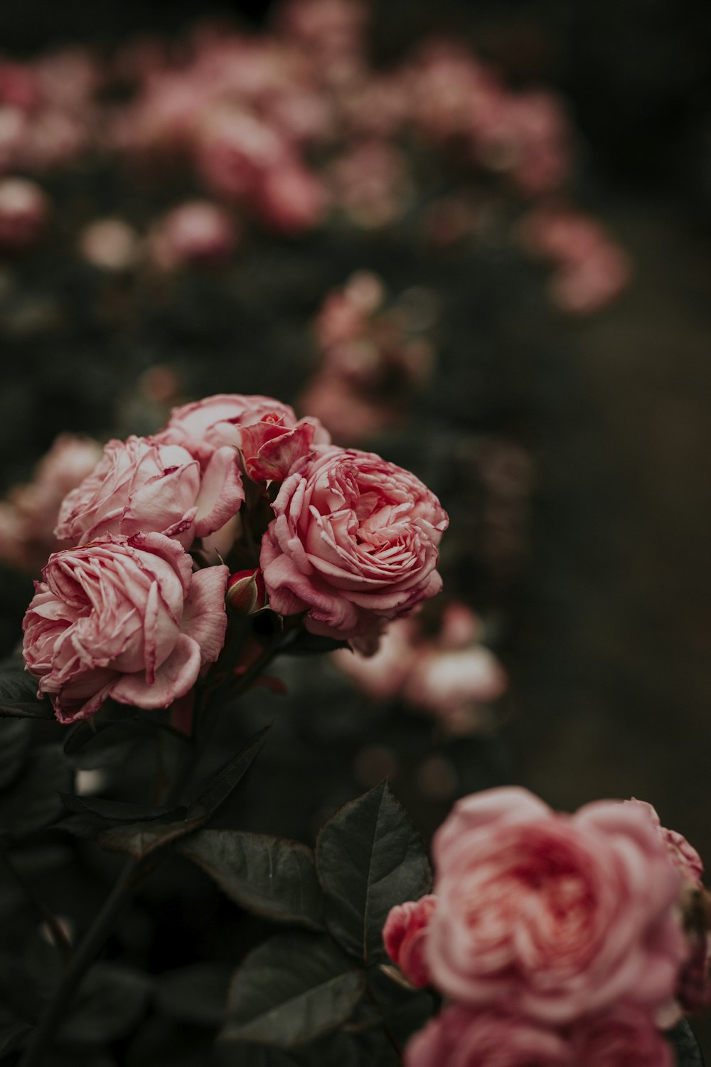 Fotografia a fuoco selettivo di fiori dai petali rosa