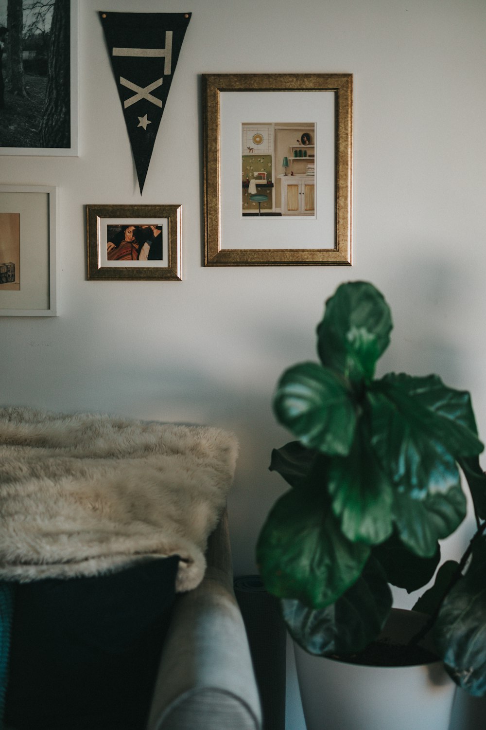 green leafed plant in vase near sofa