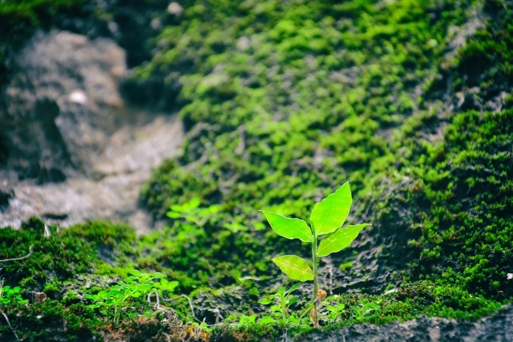 草原に緑の葉を茂らせた植物