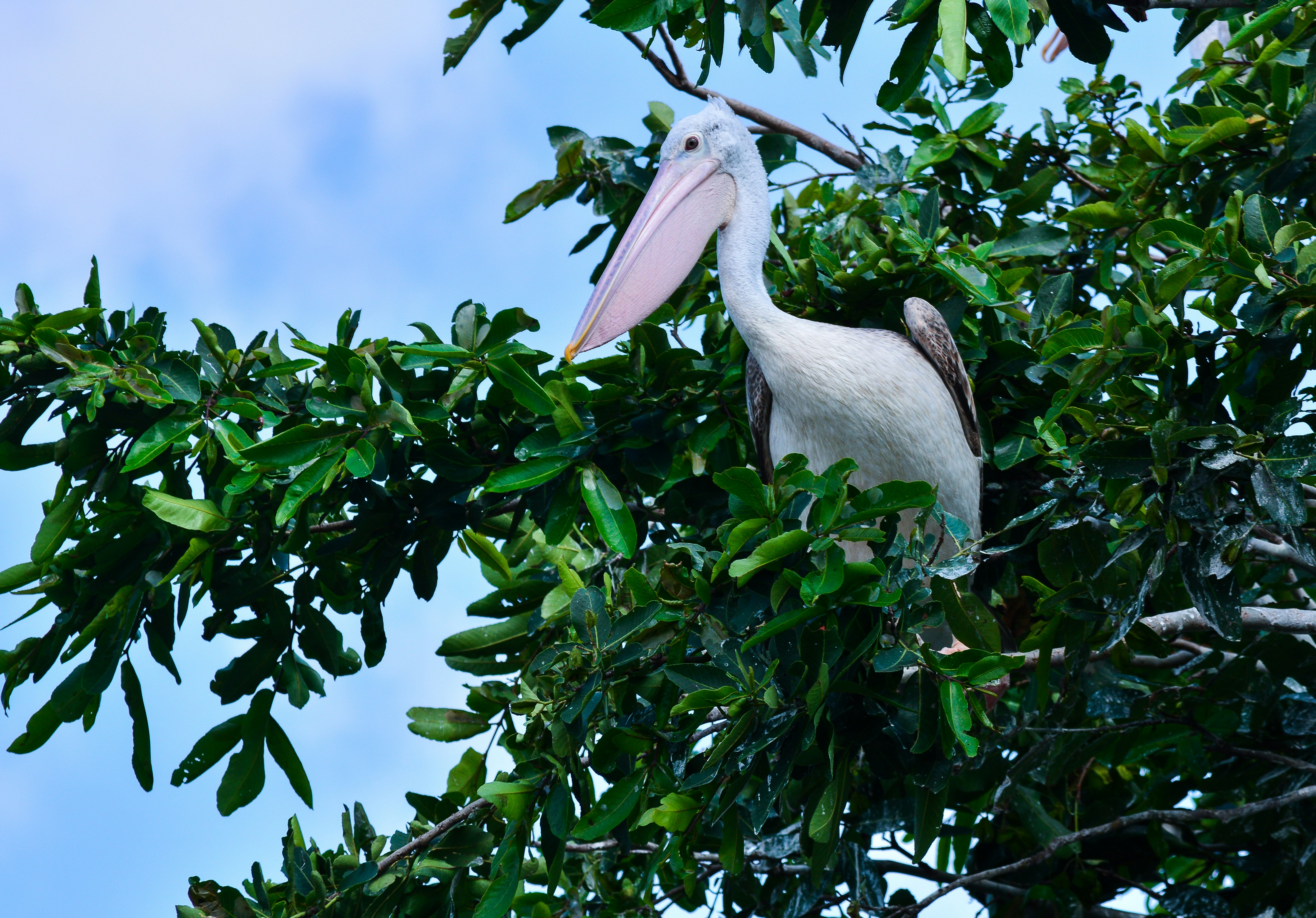 white pelican on top of tree