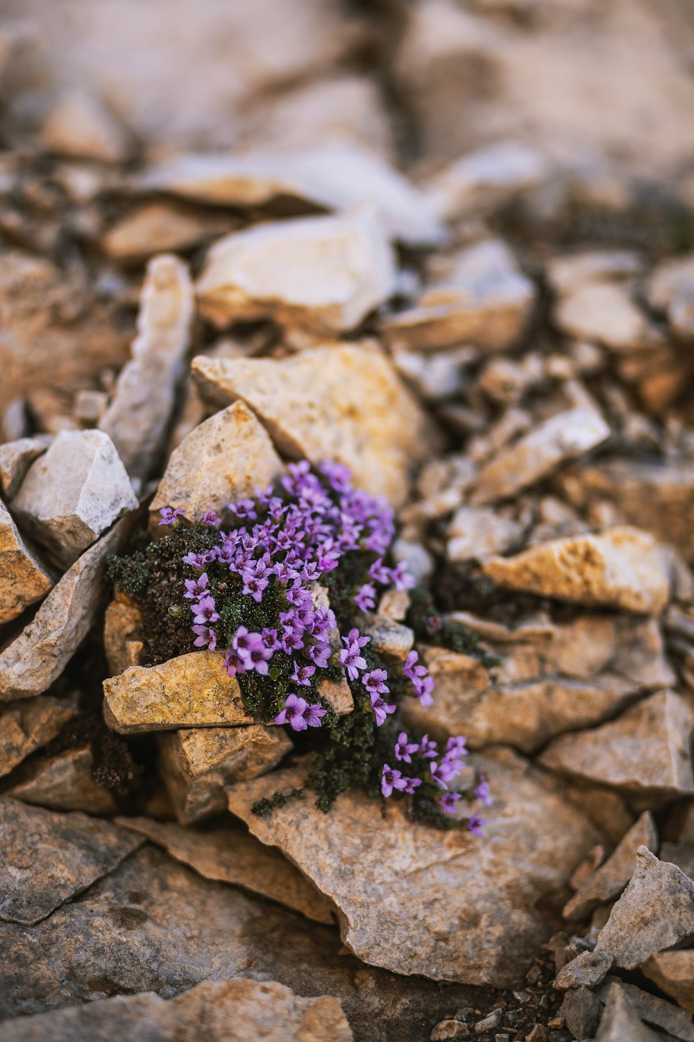Fotografia a fuoco superficiale di fiori viola