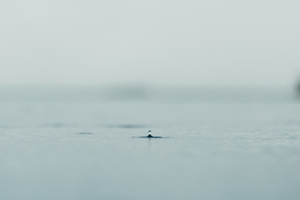 Makrofotografie von Wassertropfen