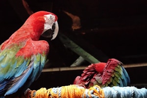 Tropical Bird Accessories