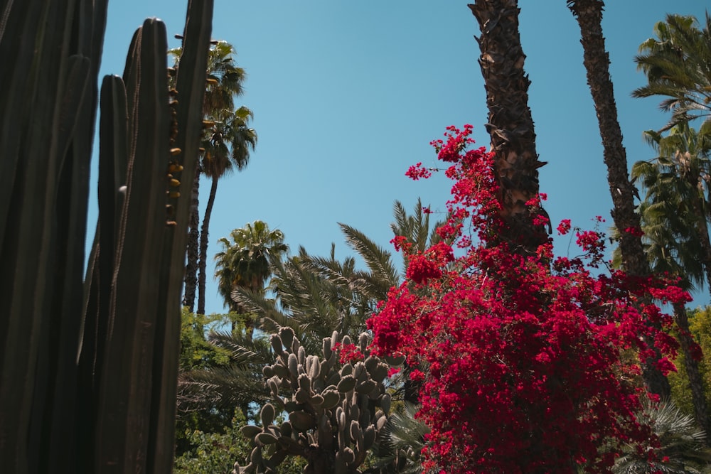 cactus plant near red flowers