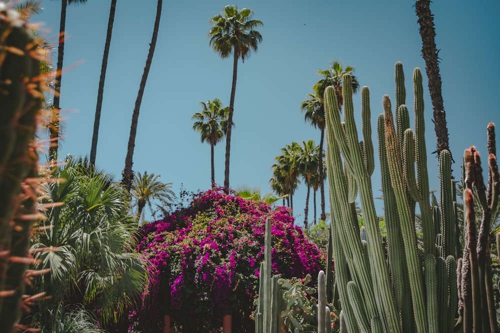 cactus and palm trees under blue sky