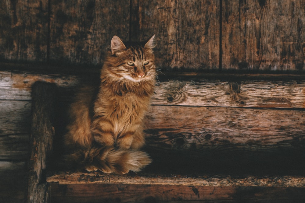 braune Himalaya-Katze sitzt auf Bank